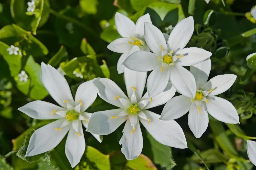 fleurs de bach (2)